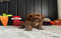 Cavapoo dogs for sale: CAVAPOOS  - Advert 2