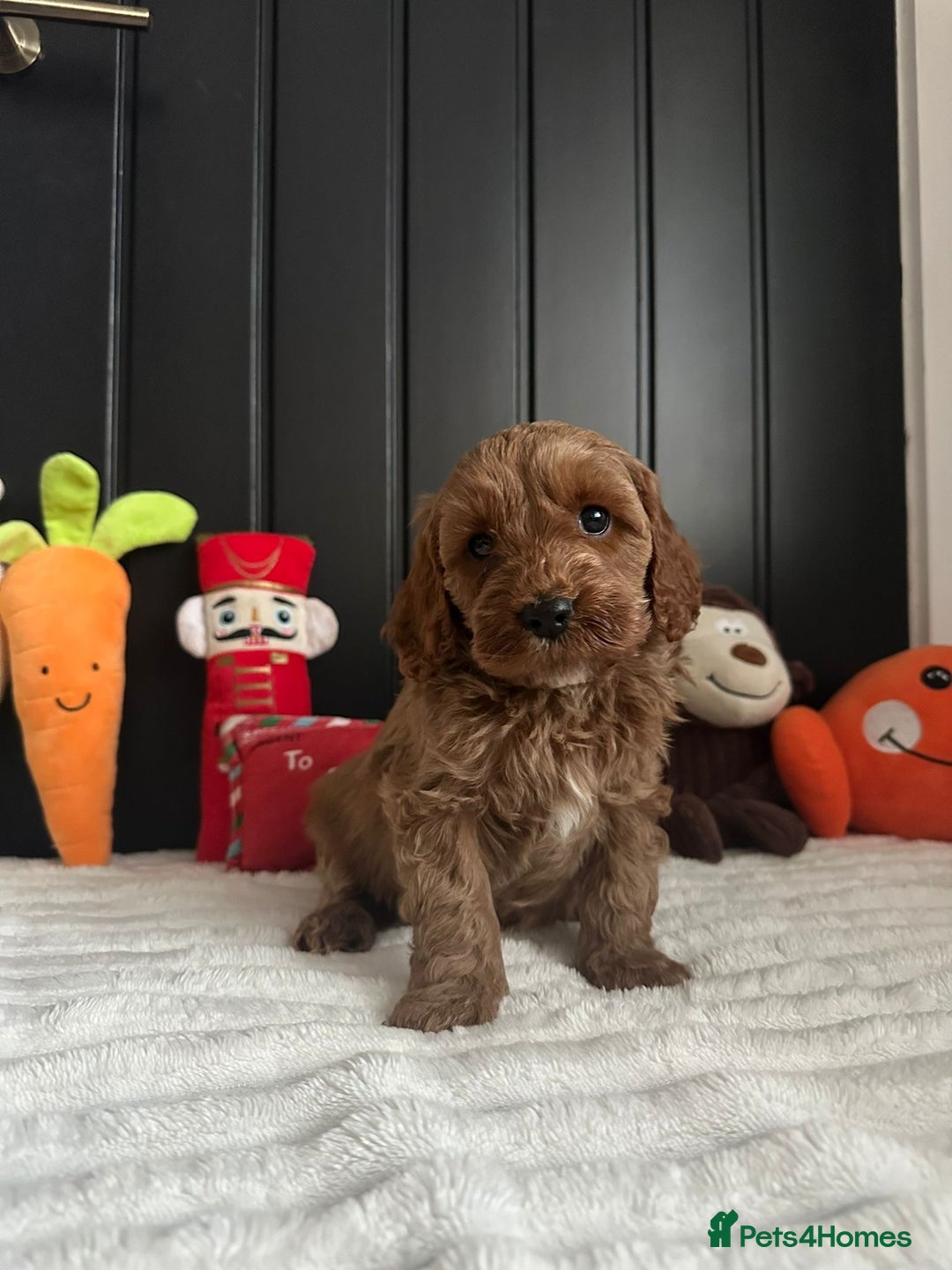 Cavapoo dogs for sale: CAVAPOOS  - Advert 2