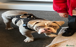 Olde English Bulldogge dogs for sale: Dave - 8.5 Month Old Friendly dog needs new home - Image 7