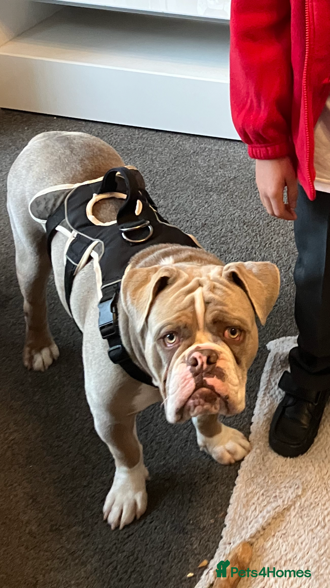 Olde English Bulldogge dogs for sale: Dave - 8.5 Month Old Friendly dog needs new home - Image 7