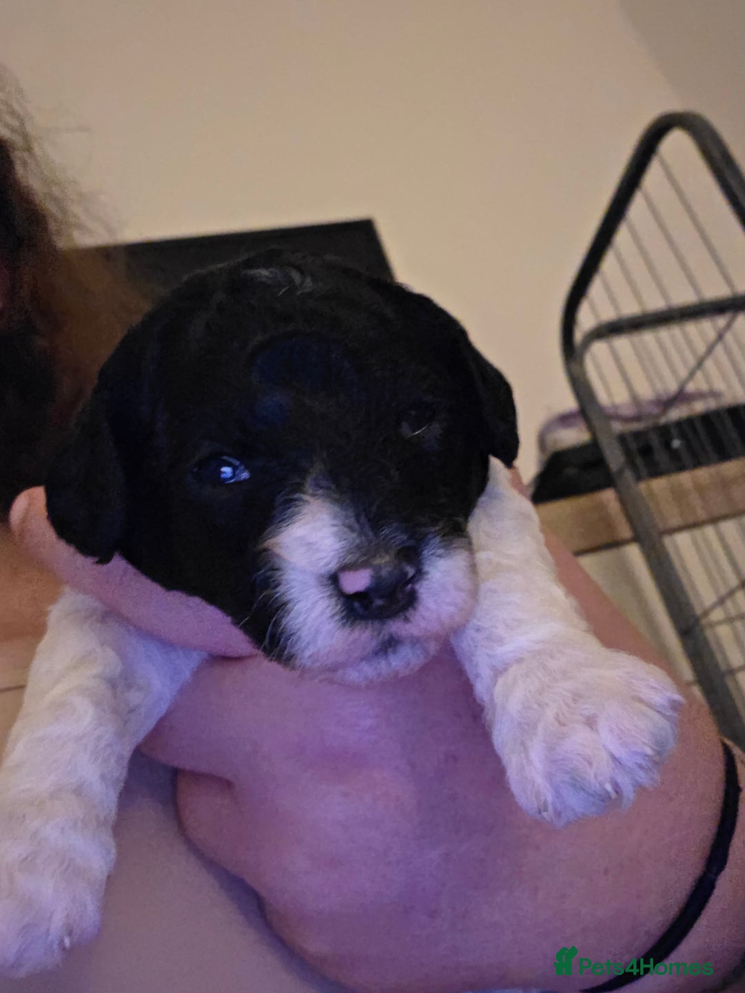 Cockapoo dogs for sale: 3 beautiful f1b cockapoo puppies  - Image 2
