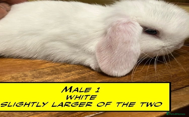 Mini Lop rabbits - Advert 14