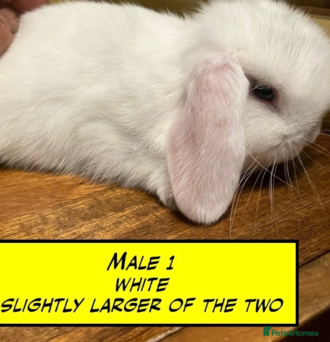 Mini Lop rabbits for sale: Mini Lop Bunnies for sale - Image 1