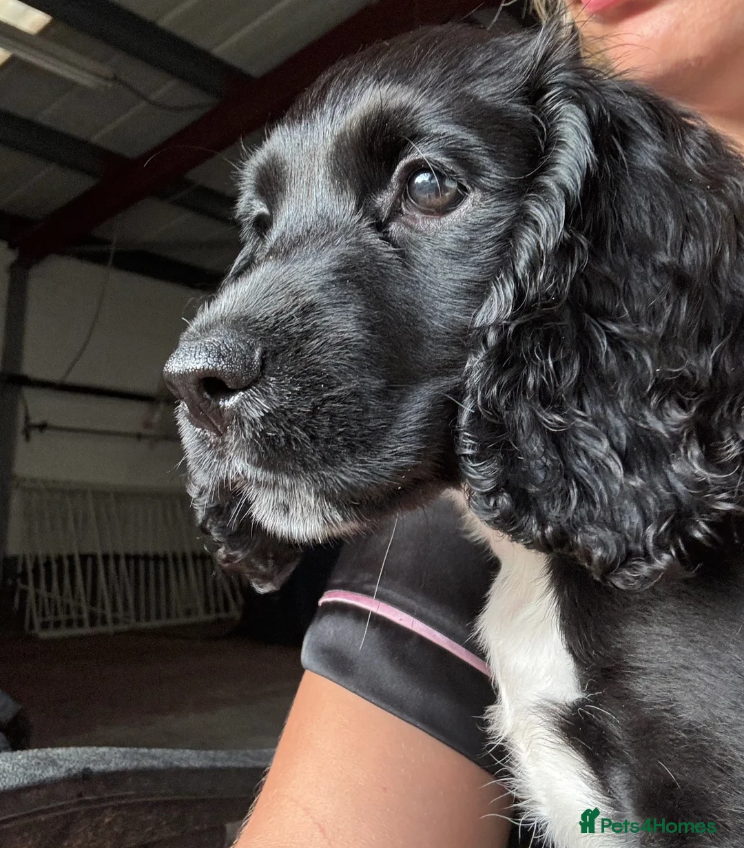 Cocker Spaniel dogs for sale: Loving 1-Year-Old Cocker Spaniel - Meet Snoopy! - Advert 1
