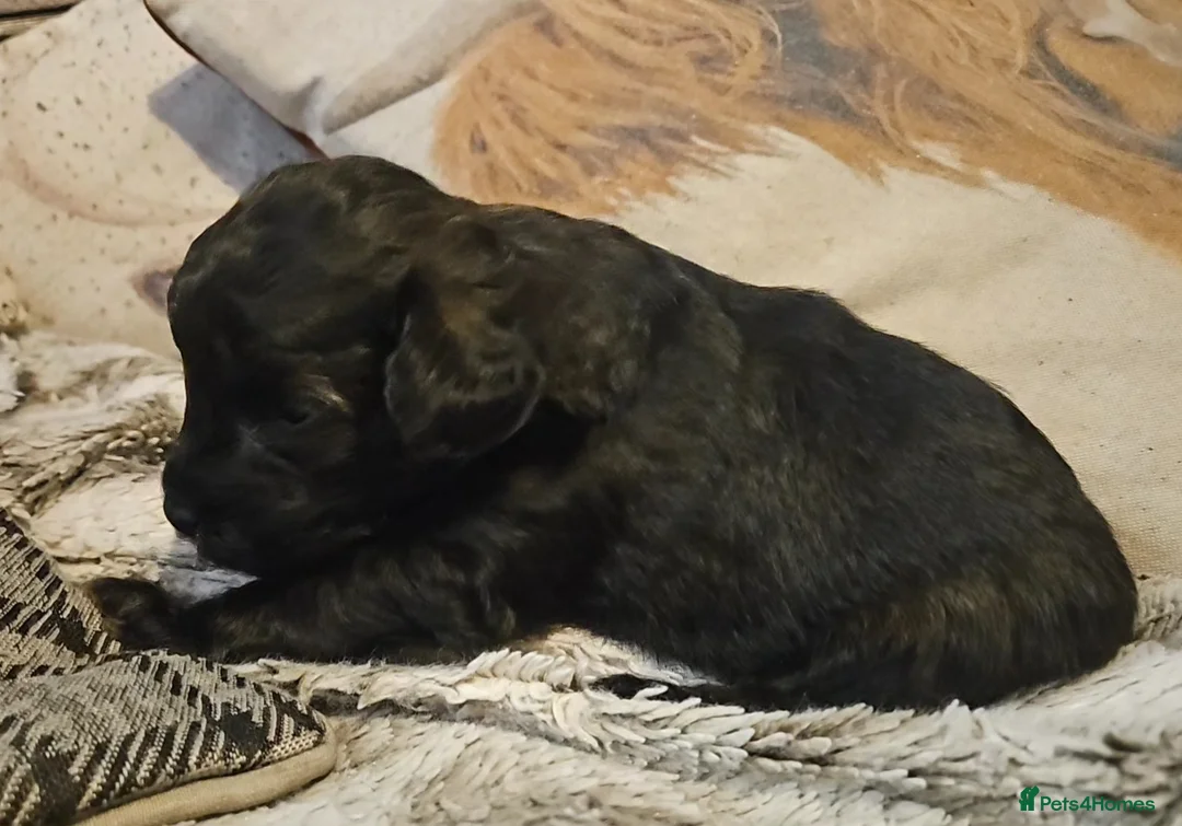 Mixed Breed dogs for sale: Beautiful Stunning Westiepoo Puppies - Advert 15