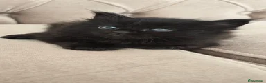 Maine Coon black 3