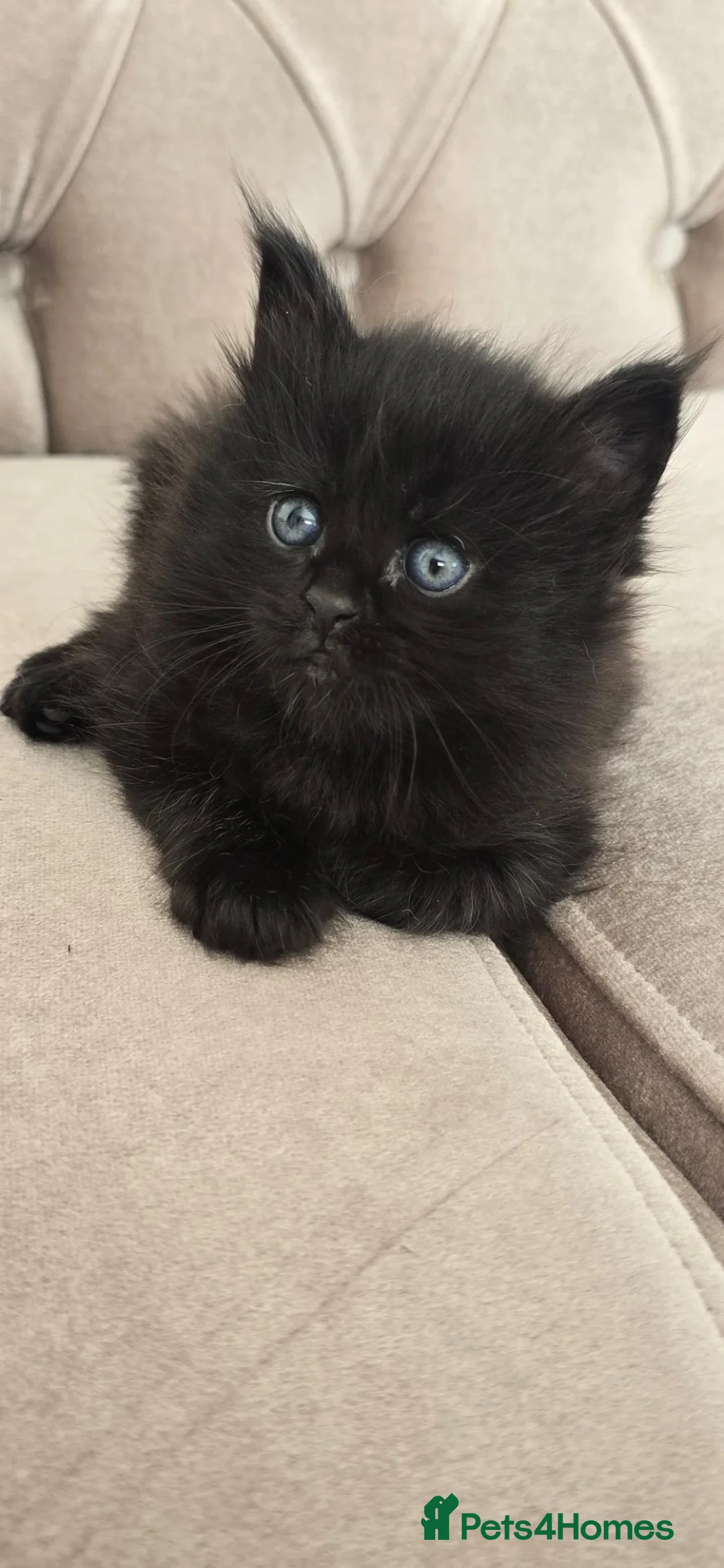 Maine Coon cats for sale: Tice registered maine coons - Advert 20