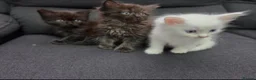 Maine Coon cats for sale: Maincoon x ragdol - Advert 4