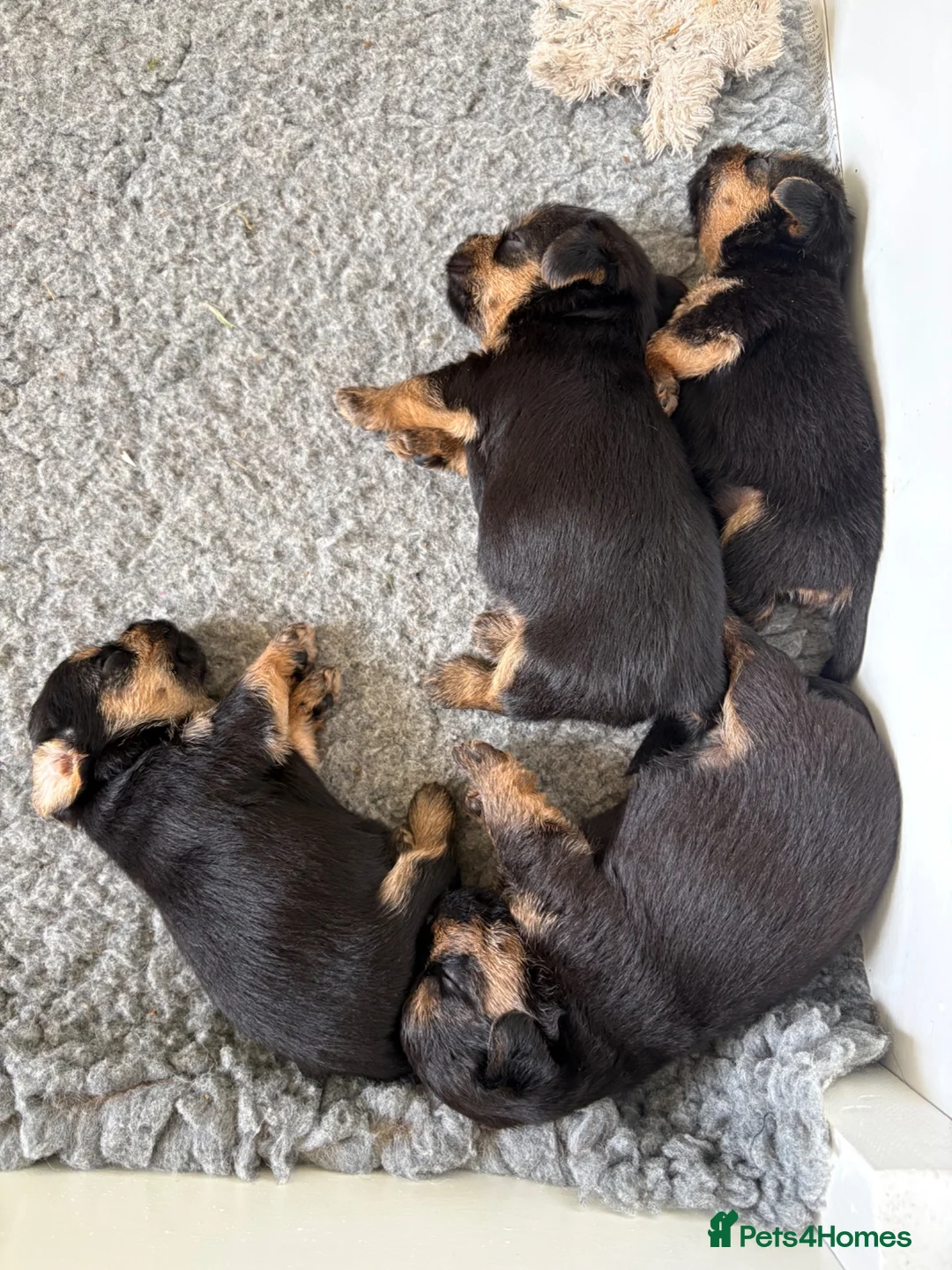 Mixed Breed dogs for sale: Norfolk Terrier Puppies in Fakenham - Advert 5