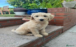 Goldendoodle dogs for sale: F1 Standard Golden Doodles last 1 female - Image 21
