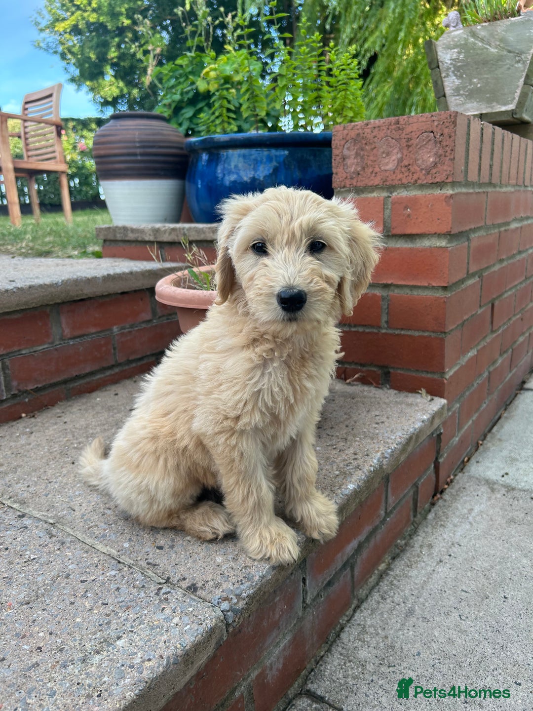 Goldendoodle dogs for sale: F1 Standard Golden Doodles last 1 female - Image 21