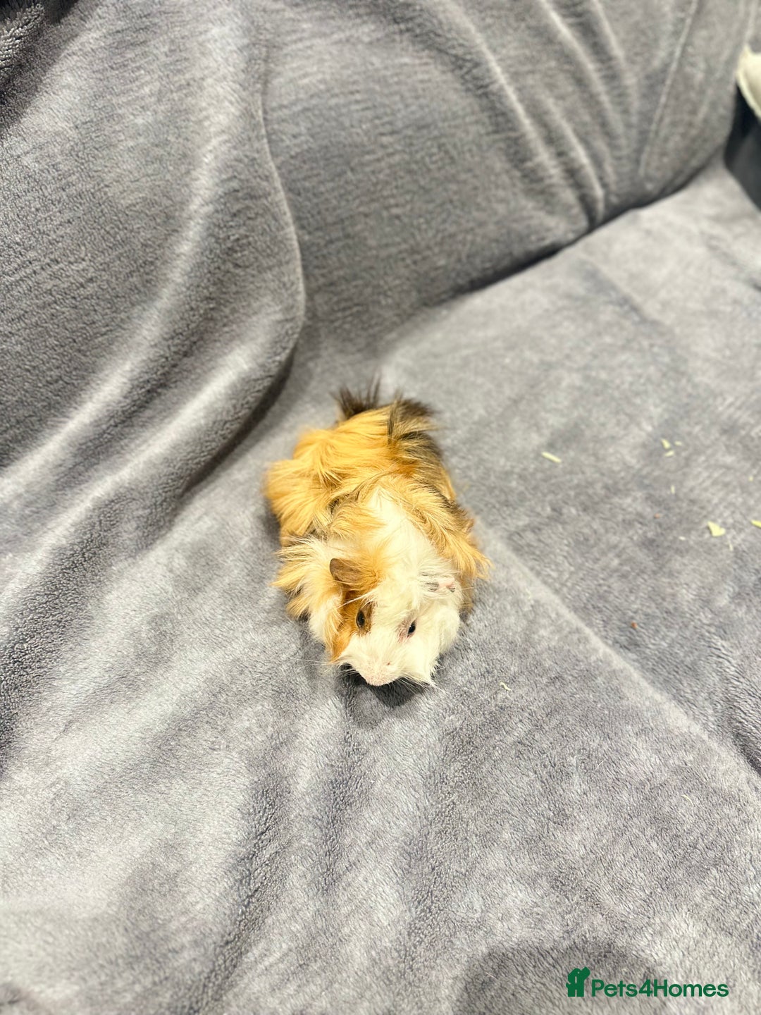 Guinea Pig rodents for sale: Guinea pig - Advert 4