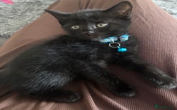 Mixed Breed cats for sale: Mixed breed Bengal kittens - Image 7