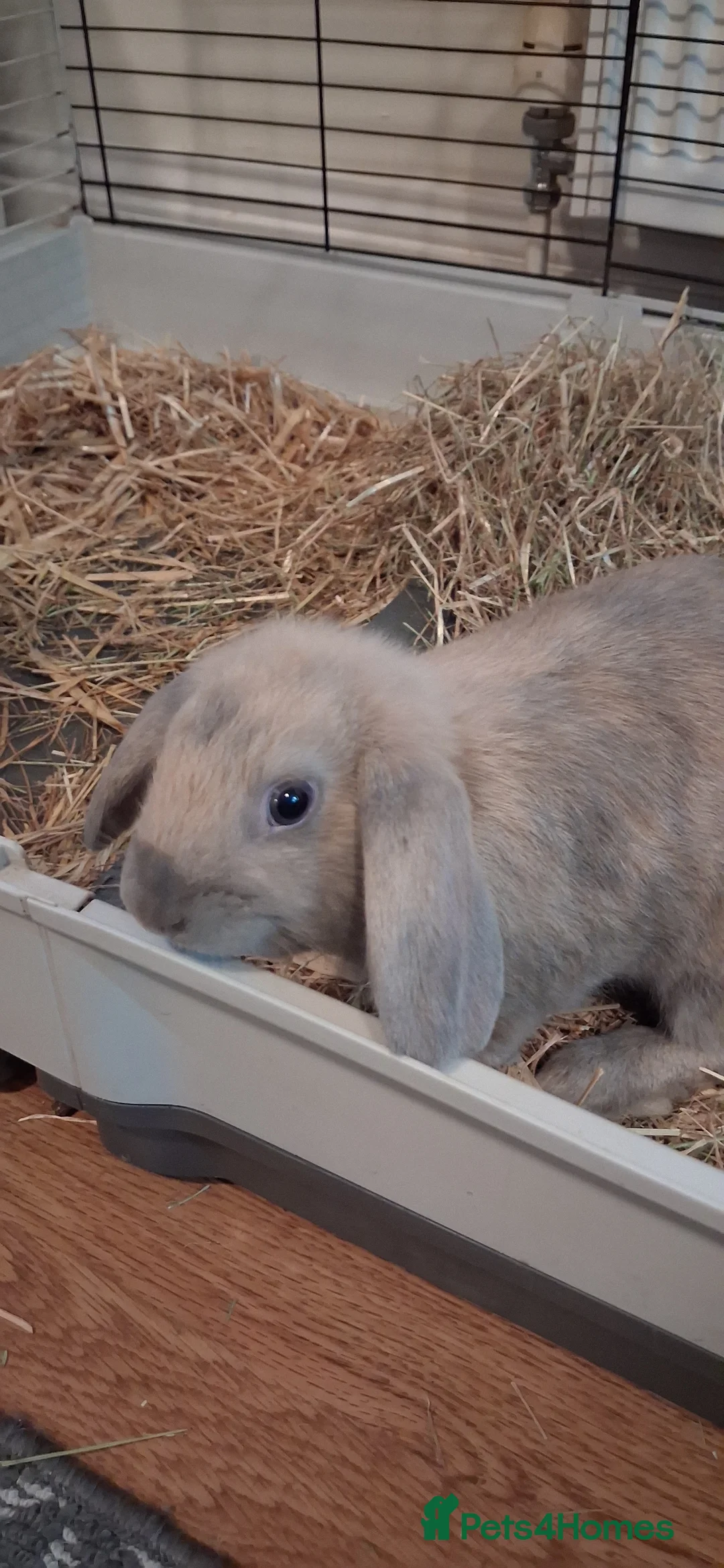 Mixed Breed rabbits for sale: Beautiful baby bunny,s  - Advert 1