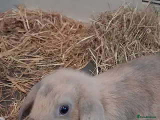 Mixed Breed rabbits Beautiful baby bunny,s - Advert 4