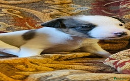 Jack Russell dogs for sale: Tremendous JRT puppies  - Image 16