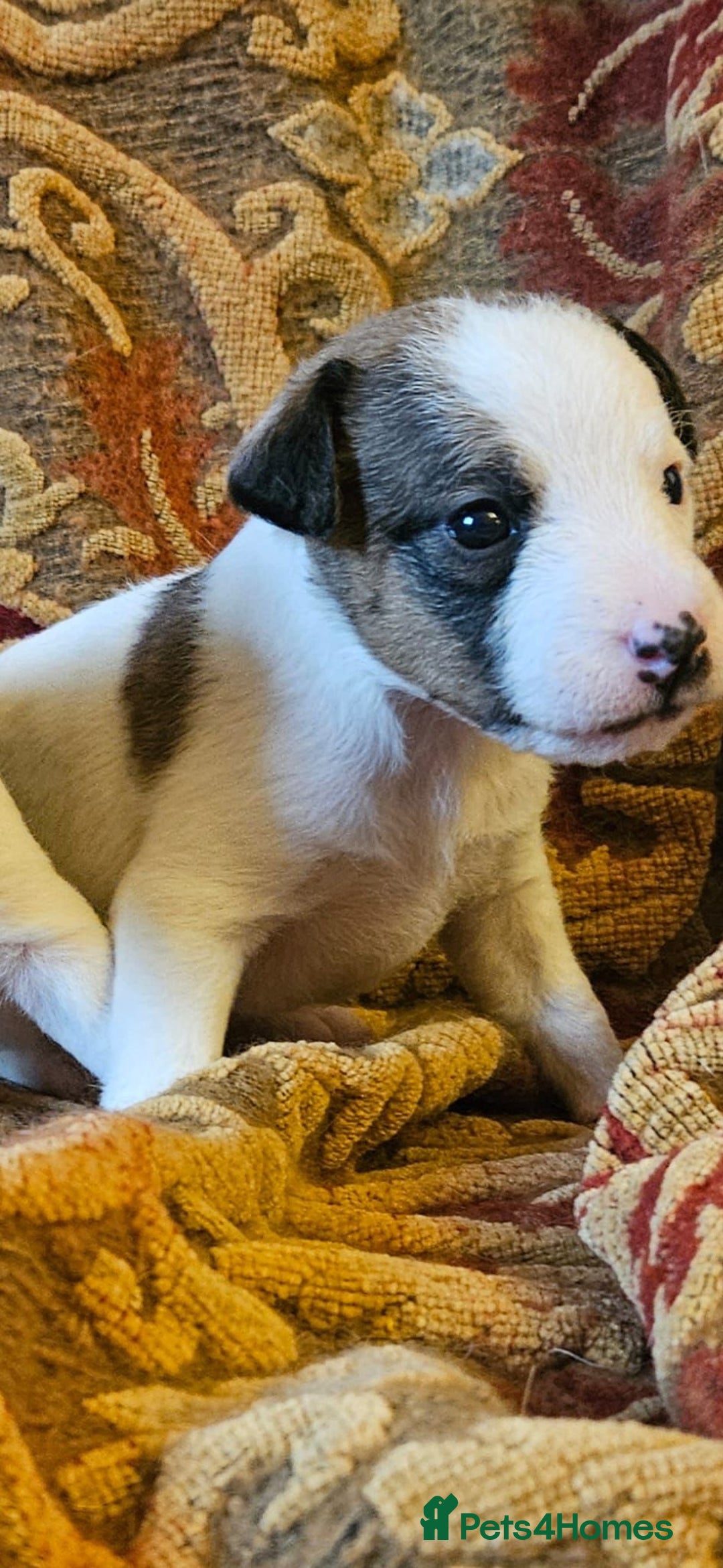 Jack Russell dogs for sale: Tremendous JRT puppies  - Image 16