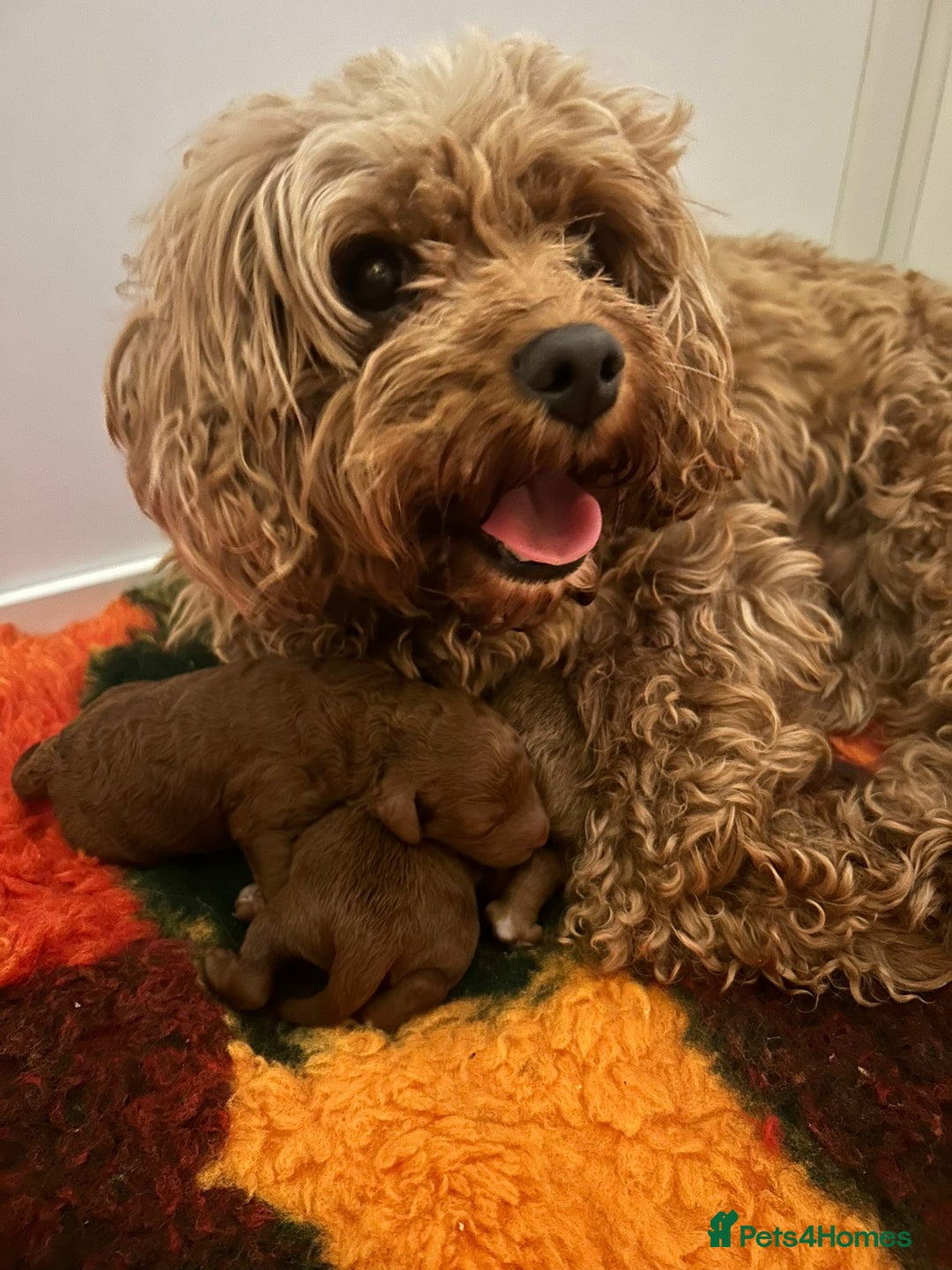 Cavapoo dogs for sale: ONE LAST LITTLE GIRL AVAILABLE  - Image 6
