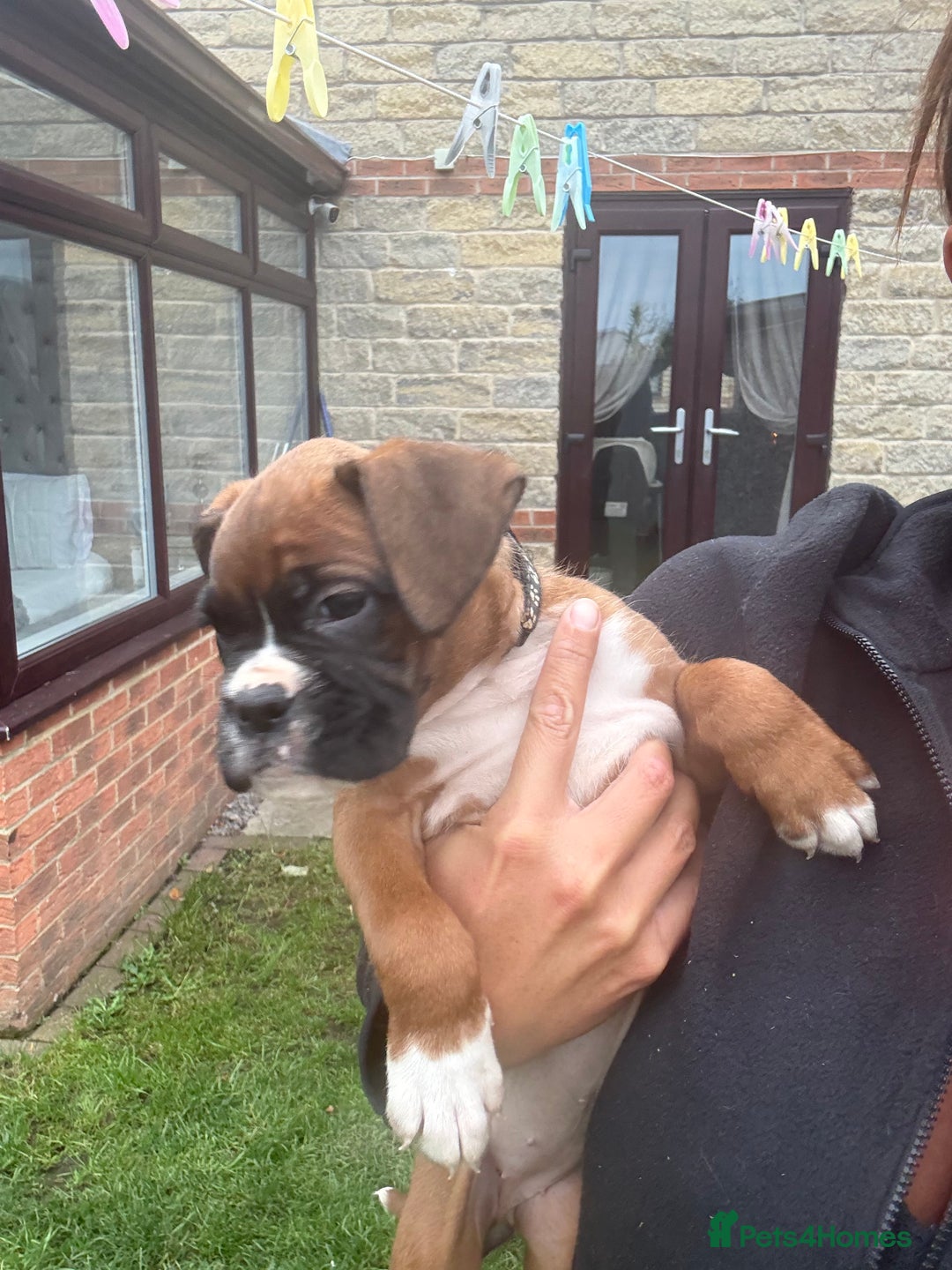 Boxer dogs for sale: Ready This Weekend Kc Boxer Puppies - Image 33