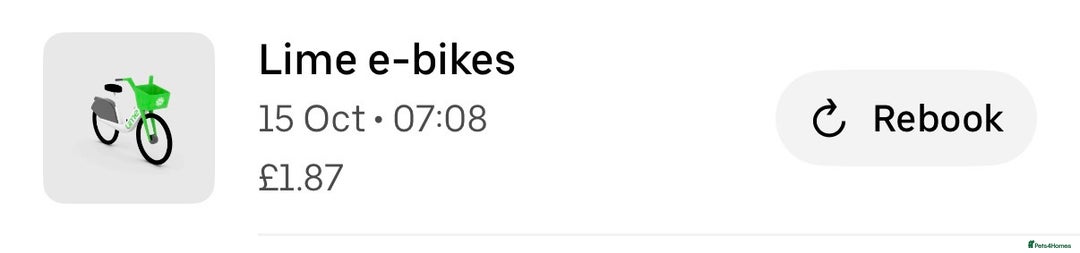 Mixed Breed cats for sale: British Short hair mixed breeds  - Advert 12