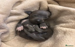Italian Greyhound dogs for sale: KC Italian Greyhound Puppies  - Image 8