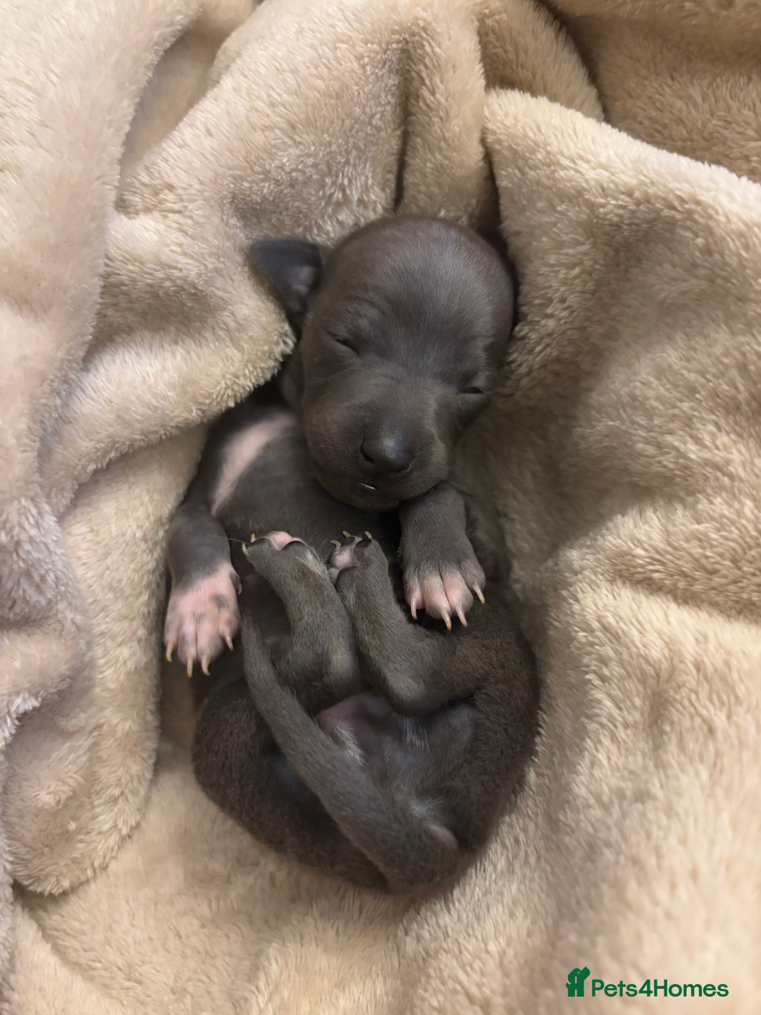 Italian Greyhound dogs for sale: KC Italian Greyhound Puppies  - Image 8
