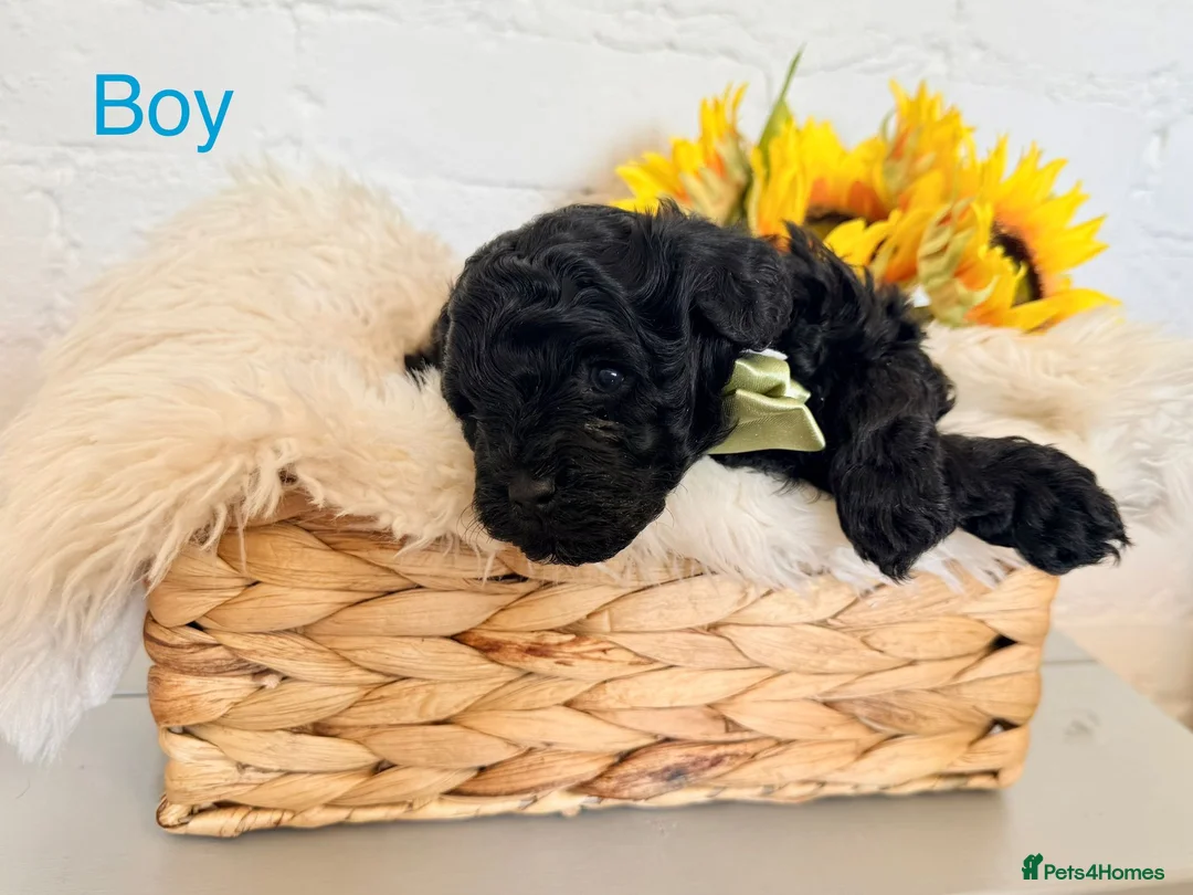 Lhasapoo dogs for sale: Lhasapoo pups (doodles) F1b  - Advert 10