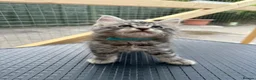 Maine Coon cats for sale: Maine Coon kittens 1 girl & 4 boys 😊 - Advert 15