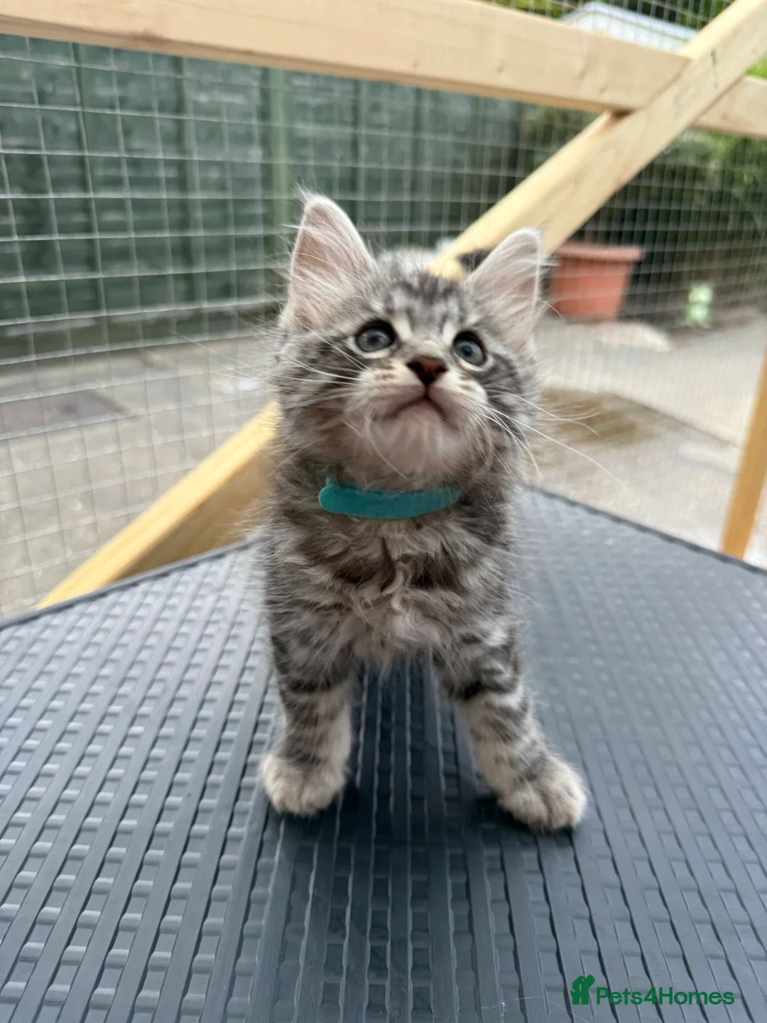 Maine Coon cats for sale: Maine Coon kittens 1 girl & 4 boys 😊 - Advert 15