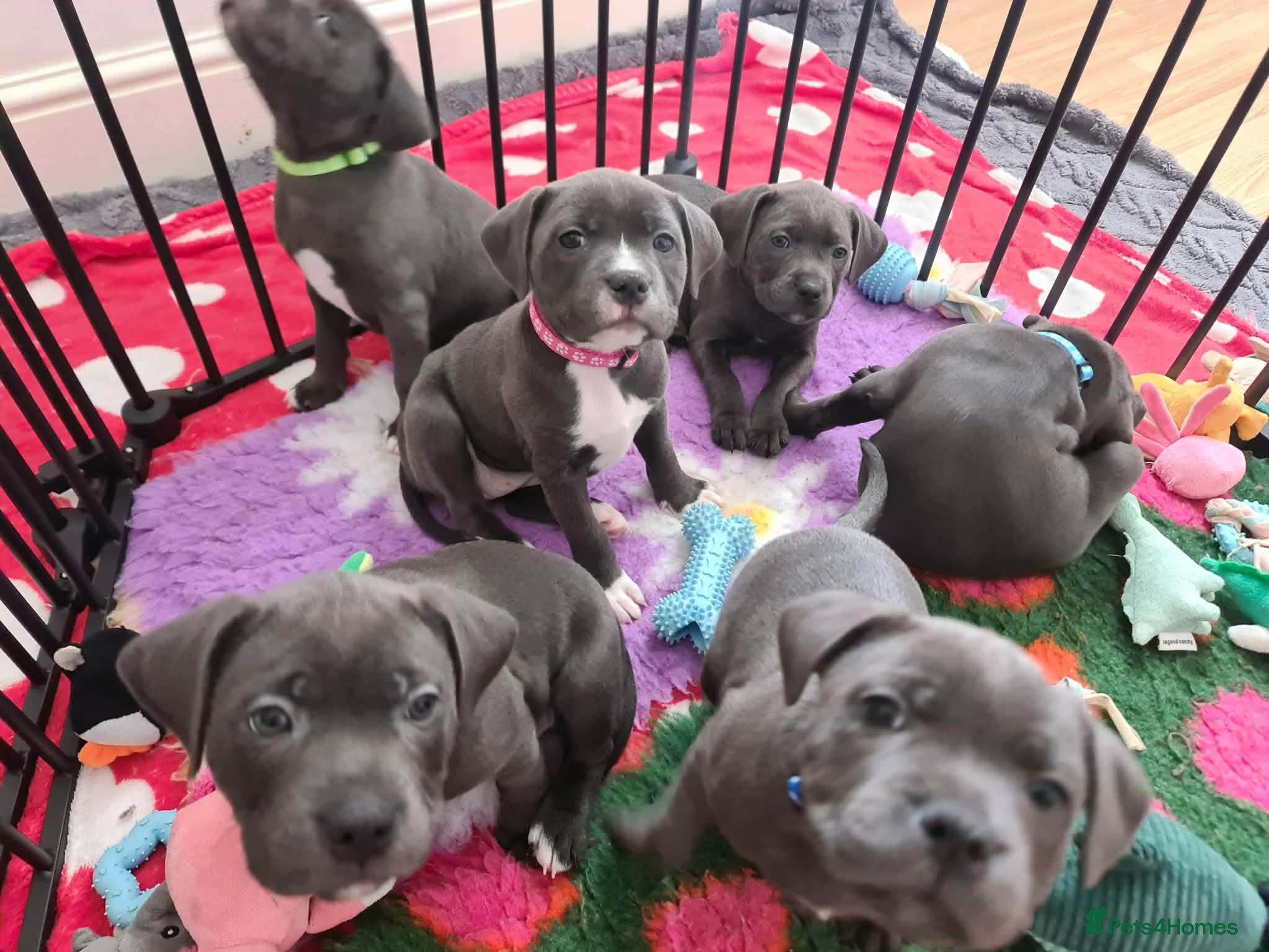 Staffordshire Bull Terrier dogs AVAILABLE!! 1 BOY AND 3 GIRLS. KC REGISTERED  - Advert 2