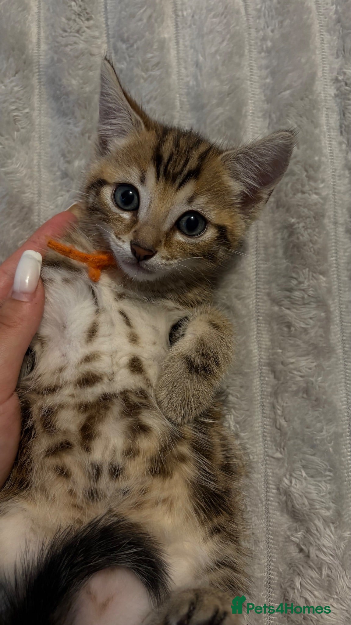 Bengal cats 1 last bengal kitten - Advert 5