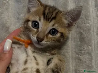 Bengal cats 1 last bengal kitten - Advert 6