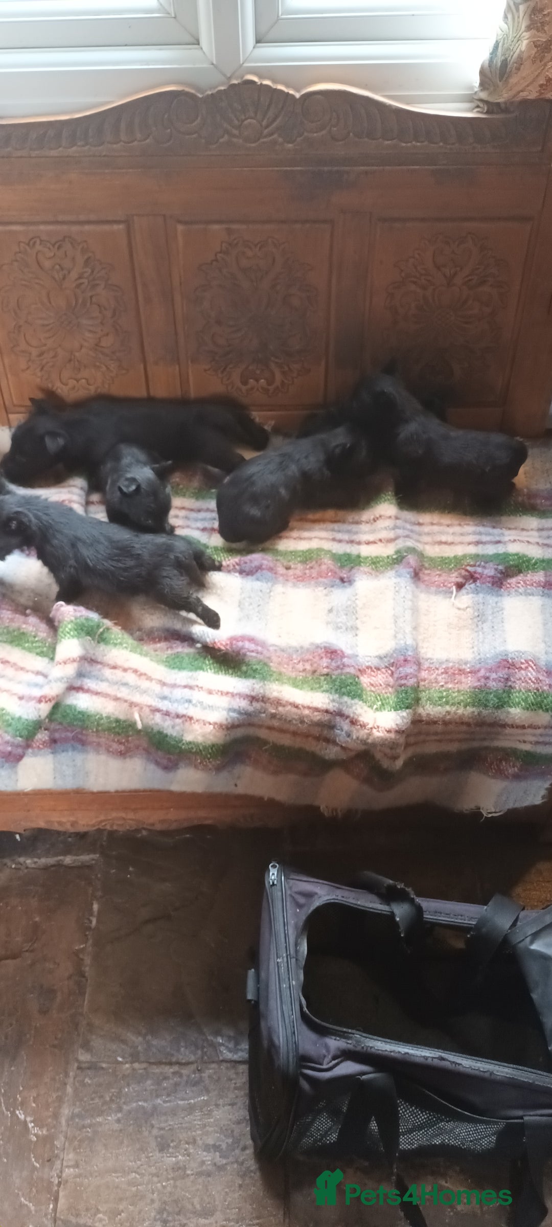 Scottish Terrier dogs for sale: Kc registered scottish terrier pups  - Image 7