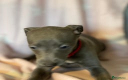 Whippet dogs for sale: Blue whippet puppies for sale - Image 20
