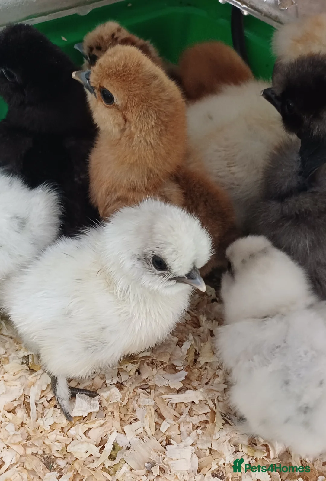 Chickens poultry for sale: Silkie chicks available soon - Advert 3