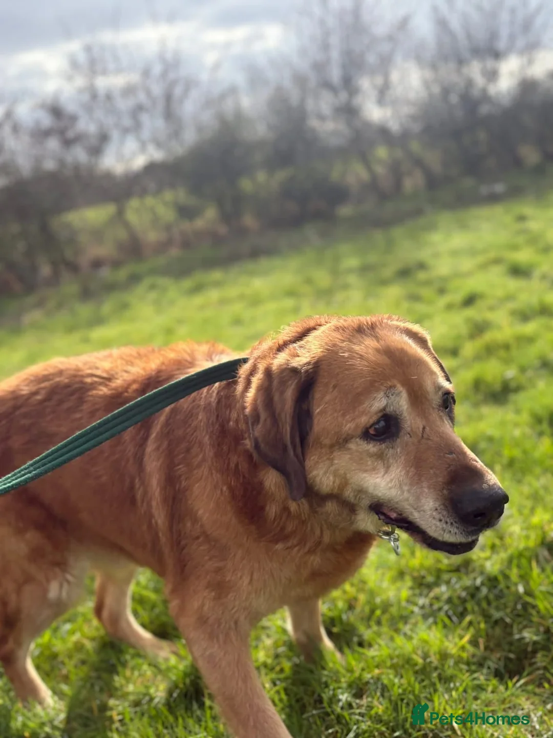 Mixed Breed dogs for adoption: Serghei - Badersfield Norwich  in Norwich - Advert 13