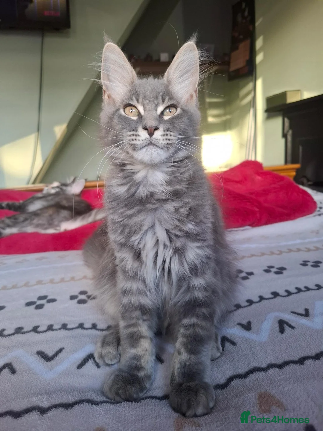 Maine Coon cats for sale: TICA registered Maine coon kittens - Advert 1
