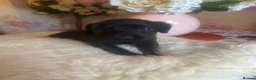 Mixed Breed dogs for sale: Cocker spaniel - Advert 7