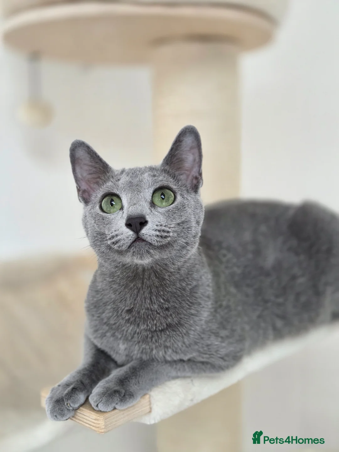 Russian Blue cats for sale: 💙 Russian Blue Kittens – TICA Registered 💙 - Advert 6