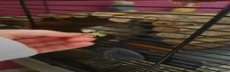 Rat rodents for sale: 2 friendly male rats with cage in Newport - Advert 4