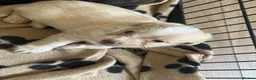Jackapoo dogs for sale: Beautiful litter of f1 jackapoo puppies  - Advert 5