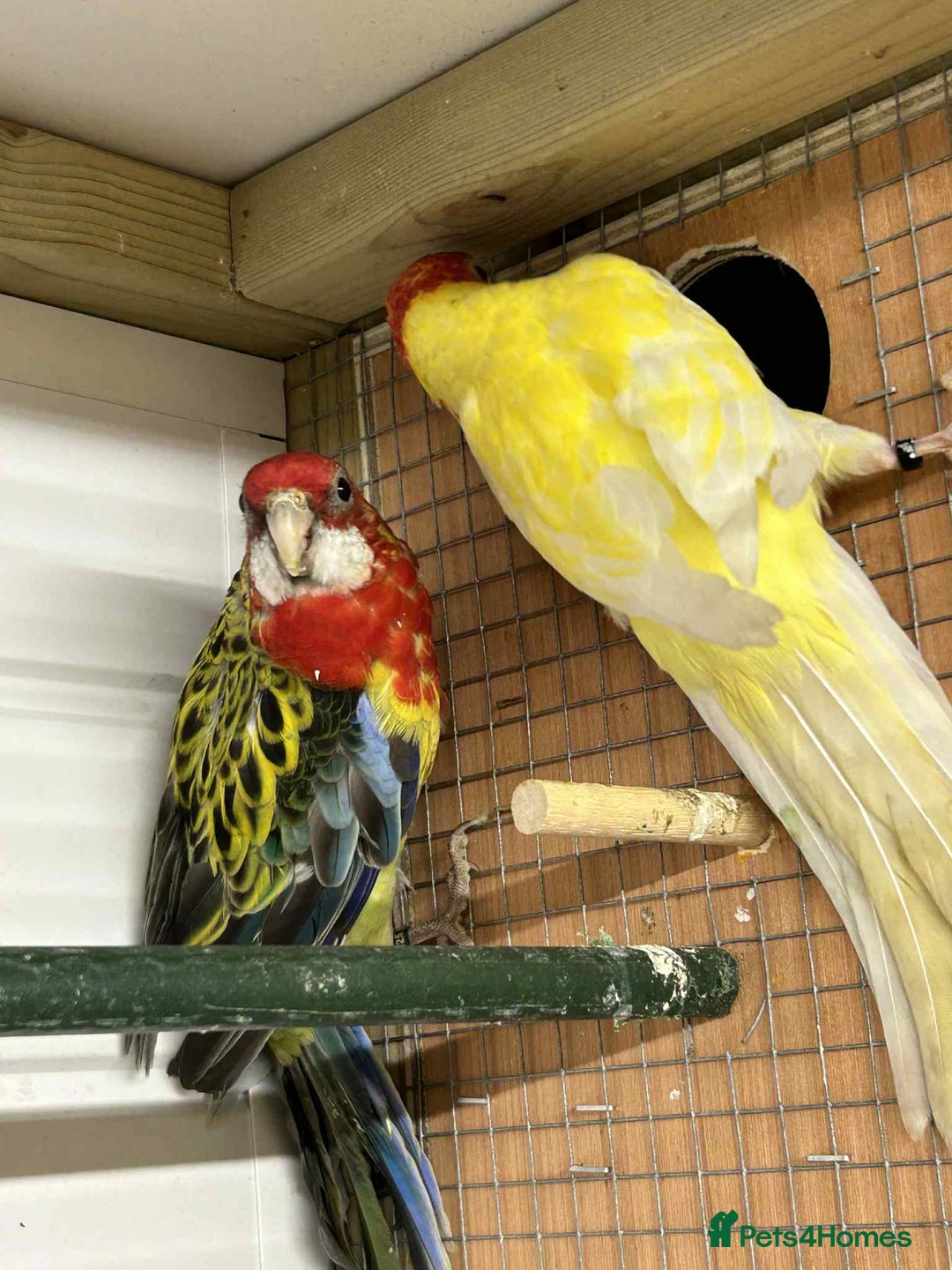 Parakeets birds for sale: Rosellas  - Image 3