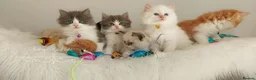 Ragdoll cats for sale: Beautiful cross Ragdoll/Persian 😻😻😻😻 - Advert 14