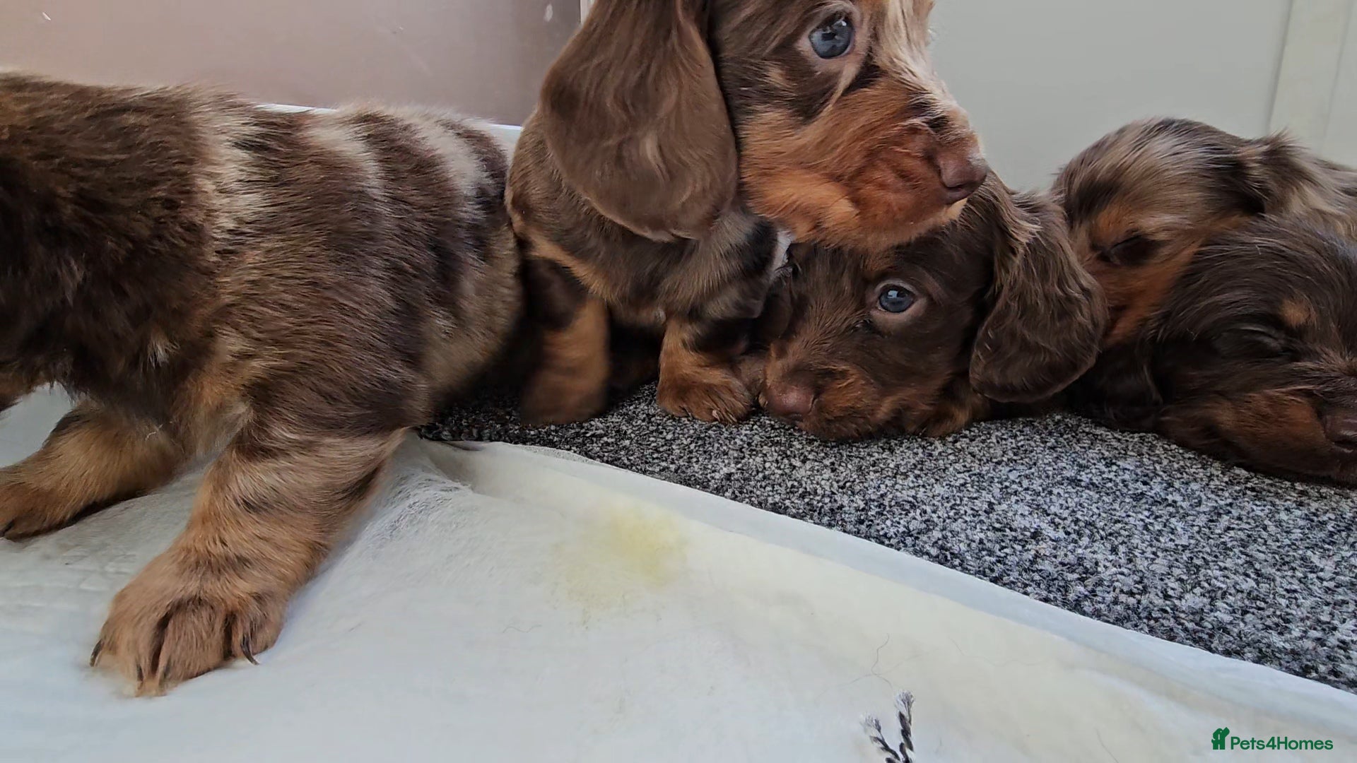 Miniature Dachshund dogs Miniature Dachshund Long Haired  - Advert 9