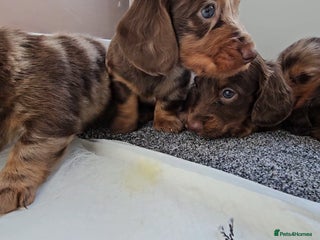 Miniature Dachshund dogs Miniature Dachshund Long Haired - Advert 9