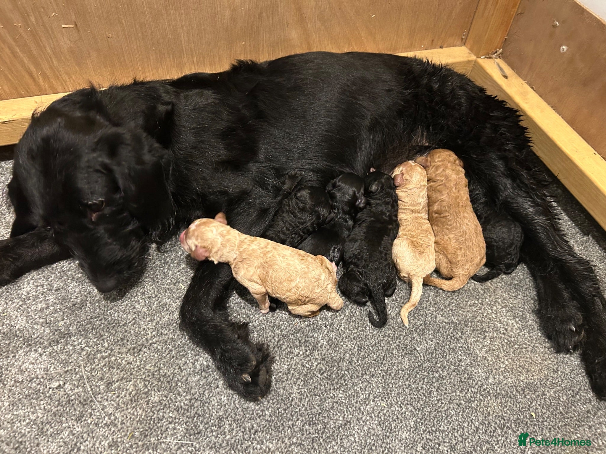 Labradoodle dogs Beautiful F1B Miniature Labradoodles - Advert 3