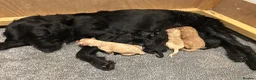 Labradoodle dogs for sale: Beautiful F1B Miniature Labradoodles - Advert 11