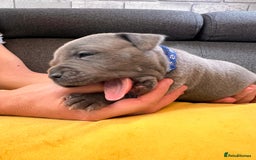 Staffordshire Bull Terrier dogs for sale:   Champion-KC.Reg.Blue Staffordshire Bull Terrier  - Image 36