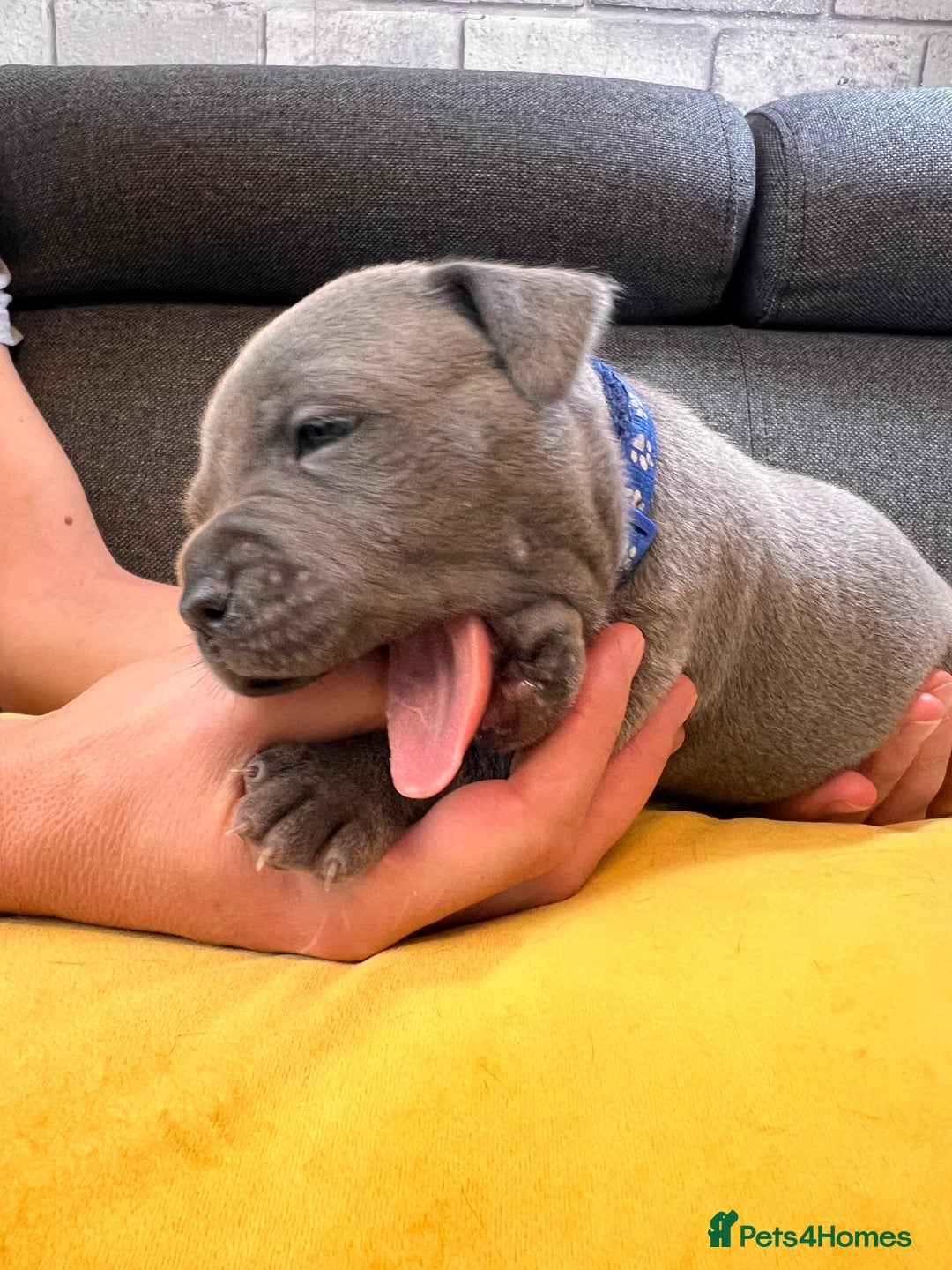 Staffordshire Bull Terrier dogs for sale:   Champion-KC.Reg.Blue Staffordshire Bull Terrier  - Image 36