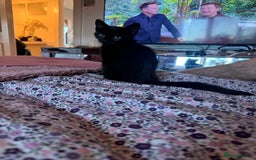 British Shorthair cats for sale: Black female kitten  - Advert 4